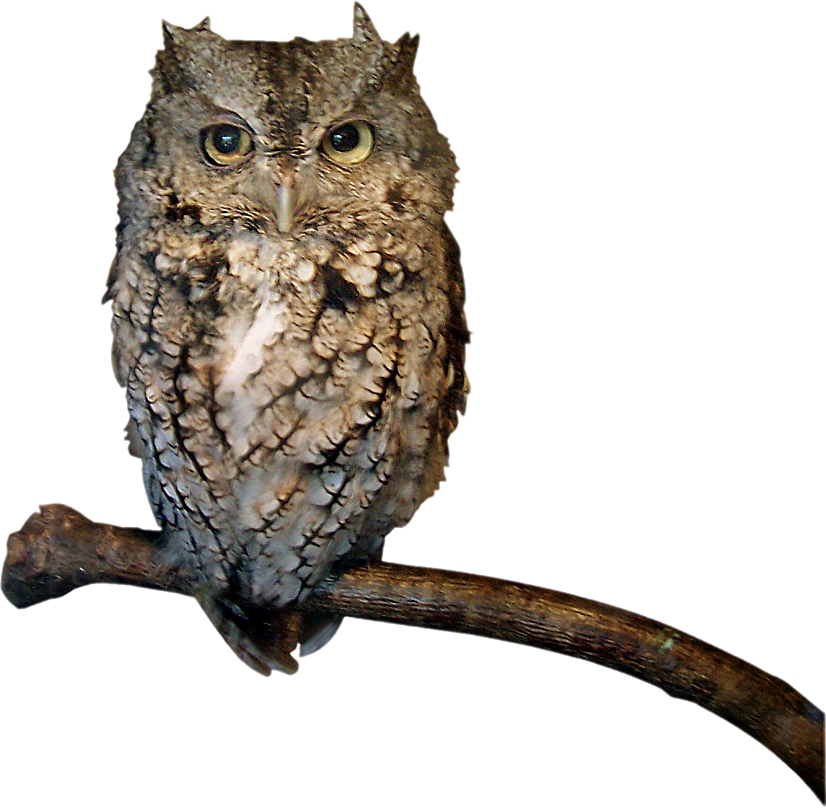 Hibou png 6 » PNG Image.