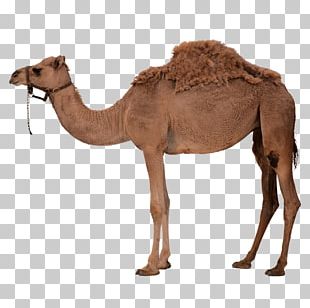 High Arctic Camel PNG Images, High Arctic Camel Clipart Free.