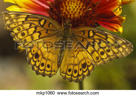 Stock Photography of Variegated Fritillary [Euptoieta claudia.