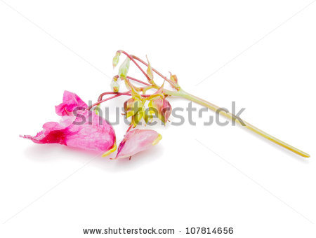 Impatiens Himalayan Balsam Glandulifera Stock Photos, Images.