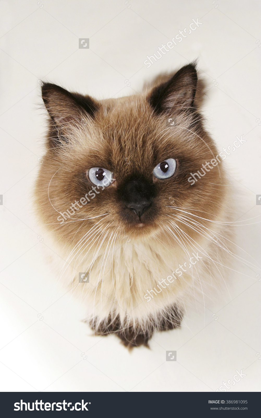 Himalayan Cat Breed Stock Photo 386981095.