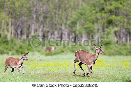 Stock Photo of Hinds running on meadow.