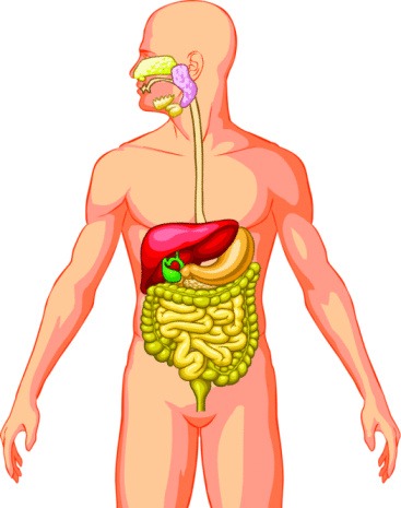 Free Pictures Of Body Organs, Download Free Clip Art, Free Clip Art.