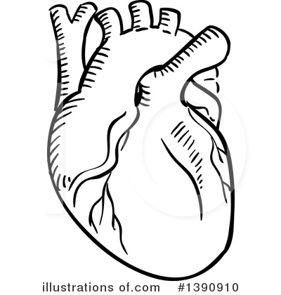 Human Heart Clipart #1390910.