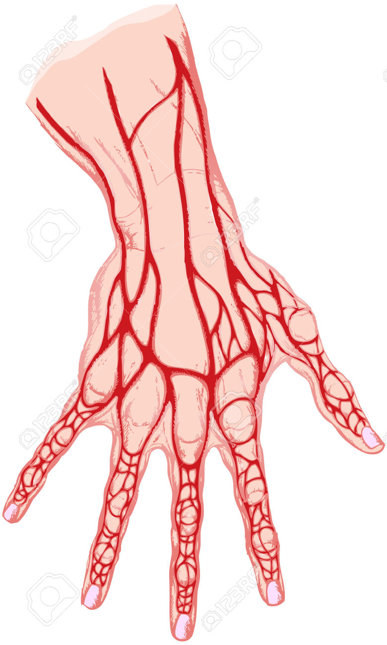 Vein Clipart.