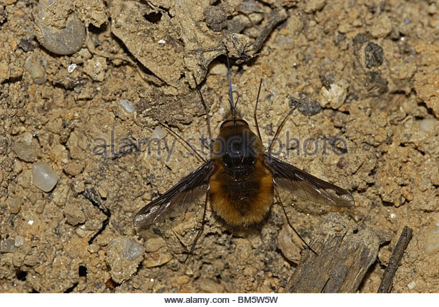 Bee Flies Stock Photos & Bee Flies Stock Images.