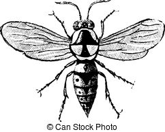 Hymenoptera Clipart and Stock Illustrations. 86 Hymenoptera vector.