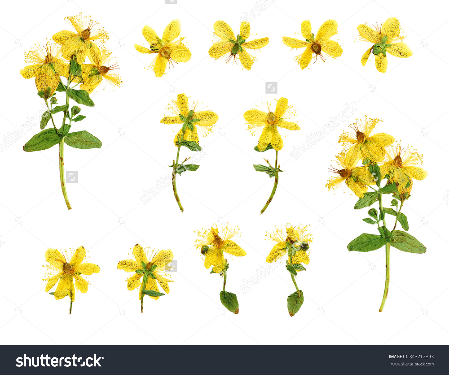 Set Of Pressed And Dried Flowers Hypericum Perforatum Photographed.