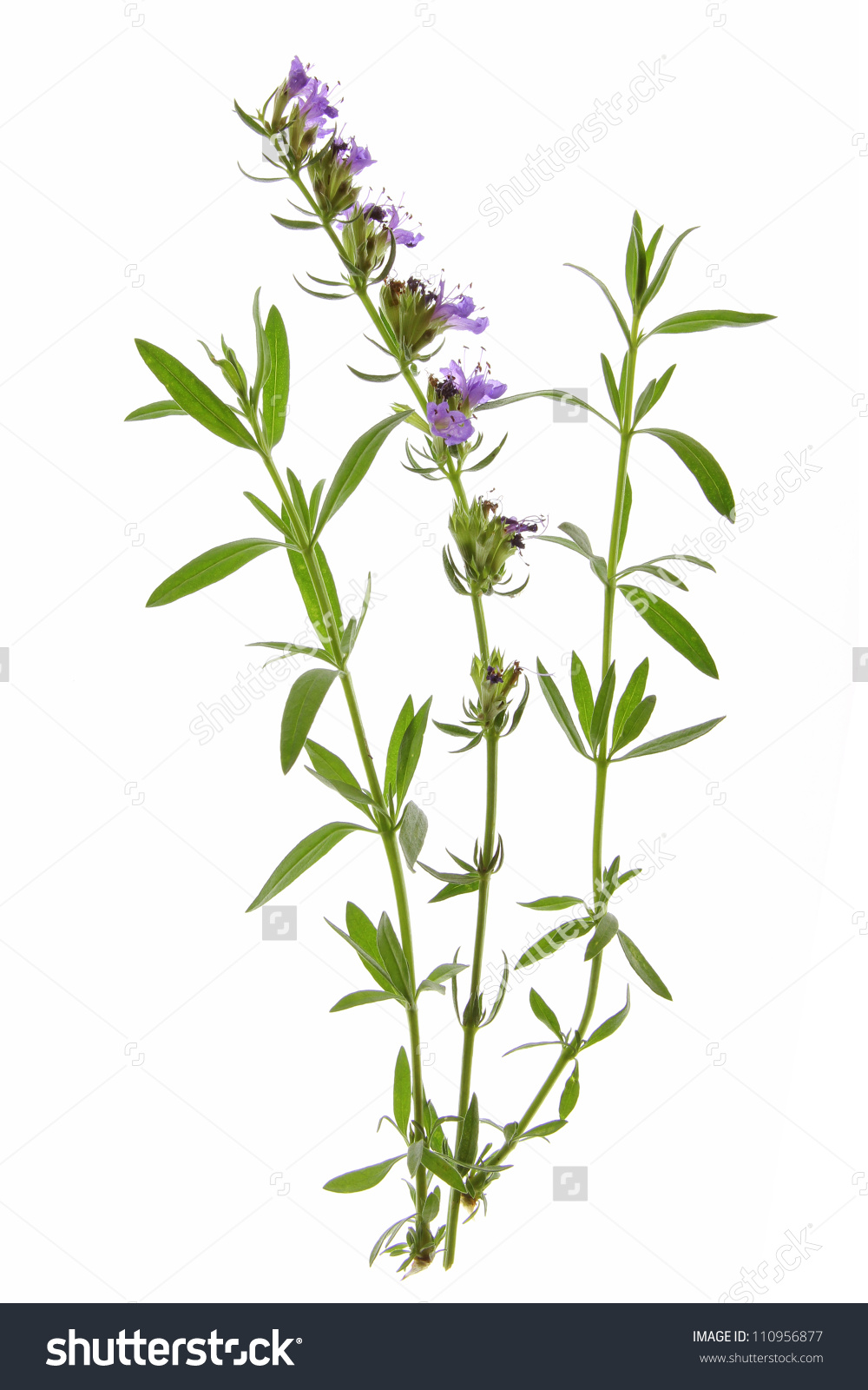 Hyssop Hyssopus Officinalis Twigs Leaves Flowers Stock Photo.