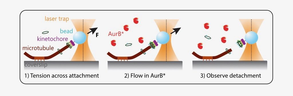 Tension on kinetochore substrates is insufficient to prevent.