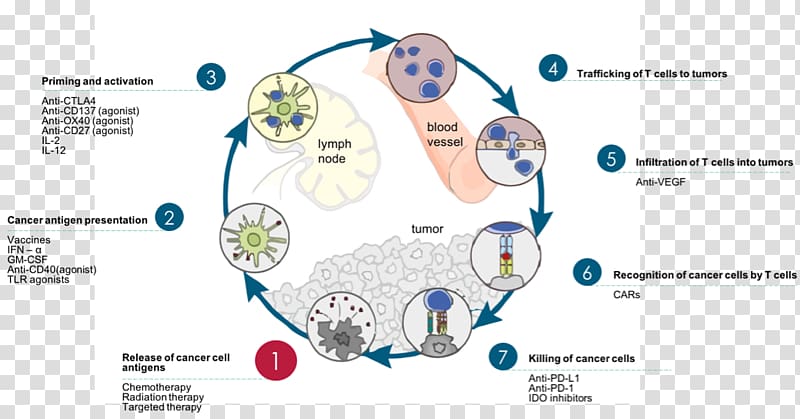 Immune system Cancer immunology Immune cycle Therapy.