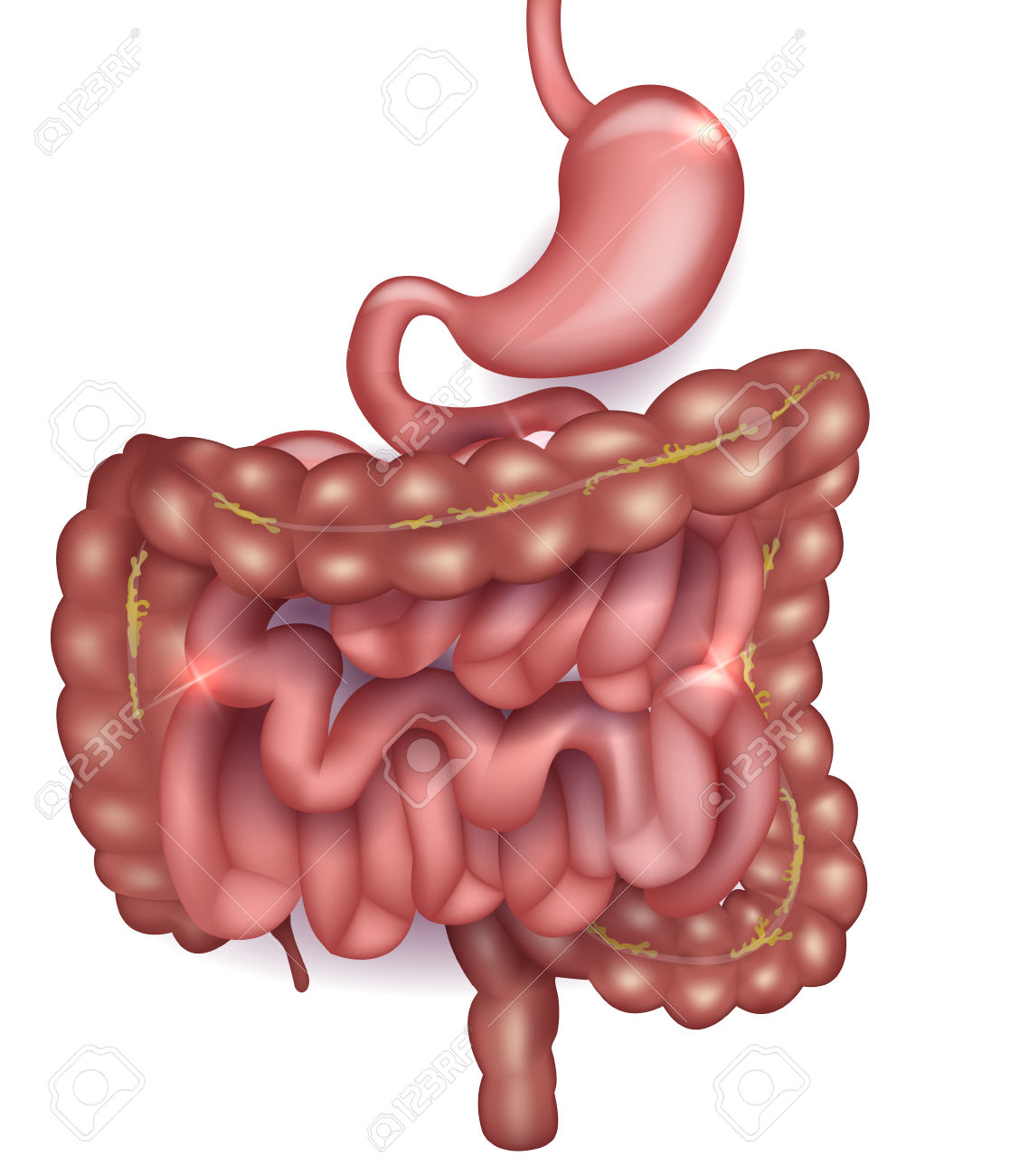 1,981 Intestinal Stock Vector Illustration And Royalty Free.