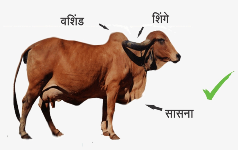 Indian Cow PNG Images.