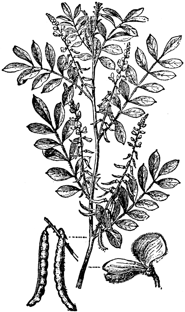 Indigo Plant Clipart.