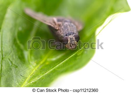 Stock Illustration of insect fly macro on leaf csp11212360.