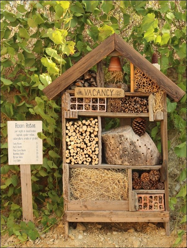 17 Best ideas about Are Bees Insects on Pinterest.