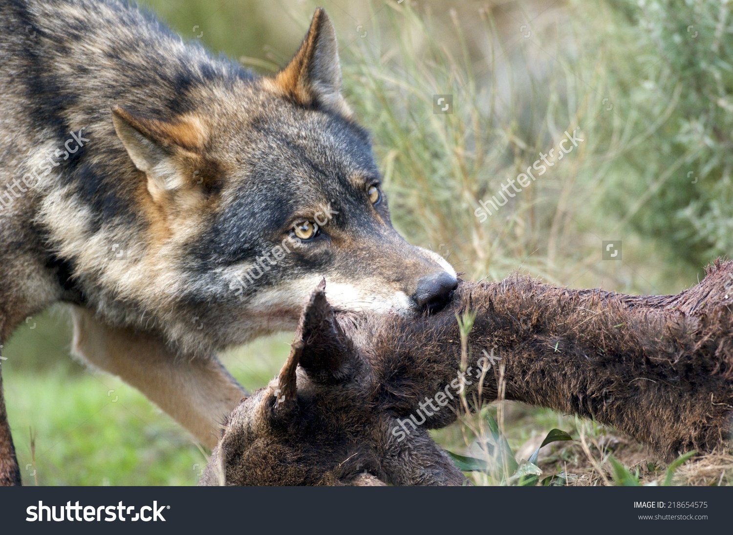 Alpha Male Iberian Wolf Canis Lupus Stock Photo 218654575.