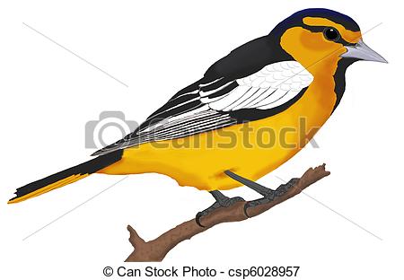 Icterus Stock Illustration Images. 16 Icterus illustrations.