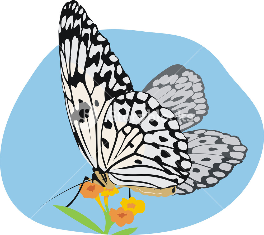 art illustration of butterfly (idea leuconoe) at the flower Royalty.