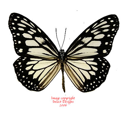 Insect Designs :: Butterflies and Moths :: Danaidae :: Ideopsis.