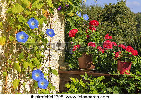 Pictures of Morning Glory (Ipomoea tricolor) and Geranium flowers.