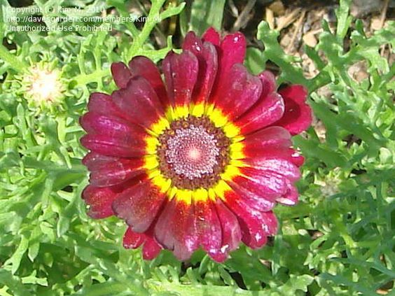 Painted Daisy, Tricolor Chrysanthemum (Ismelia carinata).