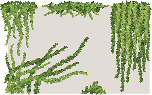 Ivy Wall Clip Art, Vector Images & Illustrations.