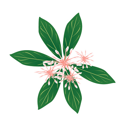 Ixora Coccinea Clip Art, Vector Images & Illustrations.