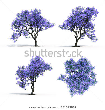 Jacaranda Tree Stock Photos, Royalty.