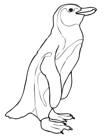 African Penguin coloring page.