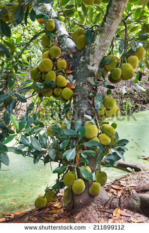 Jackfruit Tree Clipart.