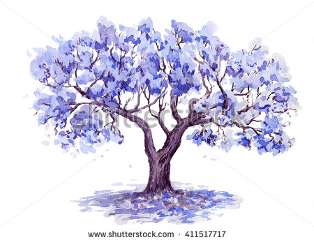 Jacaranda Tree Stock Photos, Royalty.