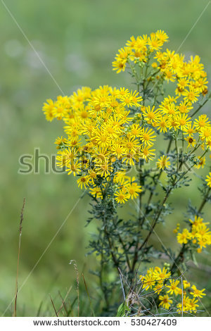 Senecio Banco de imágenes. Fotos y vectores libres de derechos.