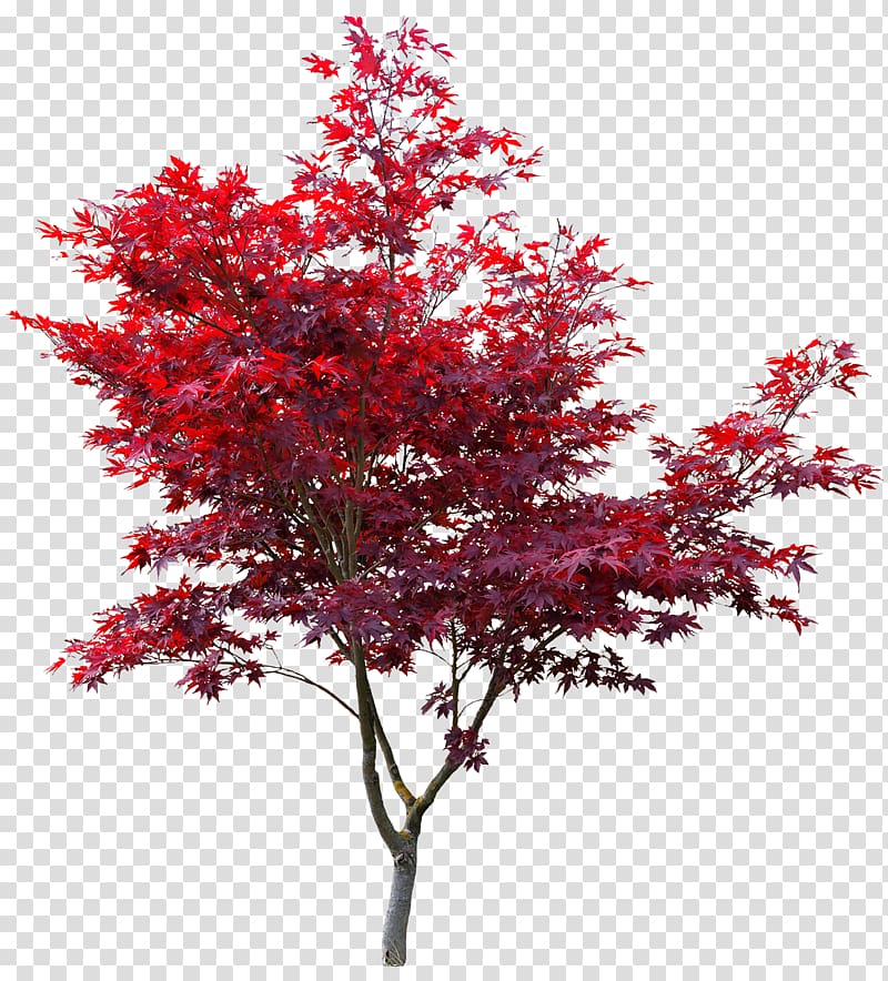 Red maple tree, Japanese maple Red maple Autumn leaf color.