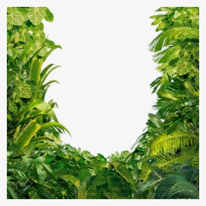 Jungle Leaves PNG, Transparent Jungle Leaves PNG Image Free Download.