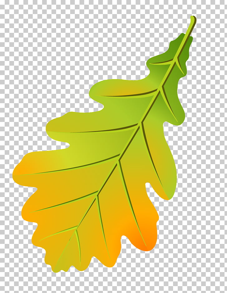 Oak leaf cluster Tree Leaflet Autumn leaf color, Leaf PNG.