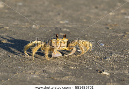 Ocypode Stock Images, Royalty.