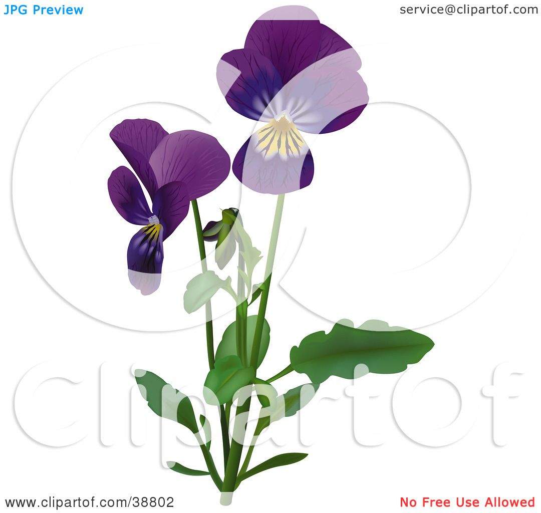 Clipart Illustration of Purple Viola, Sweet Violet, English Violet.