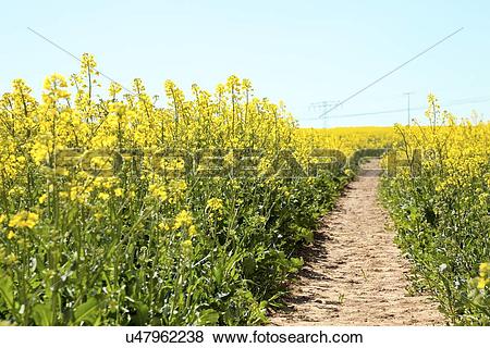 Stock Illustration of Path in an oilseed rape field u47962238.