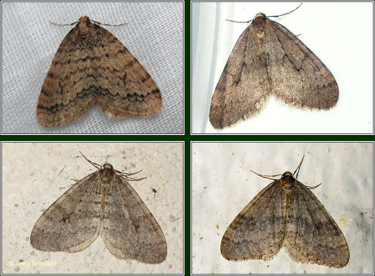 Irish moths.