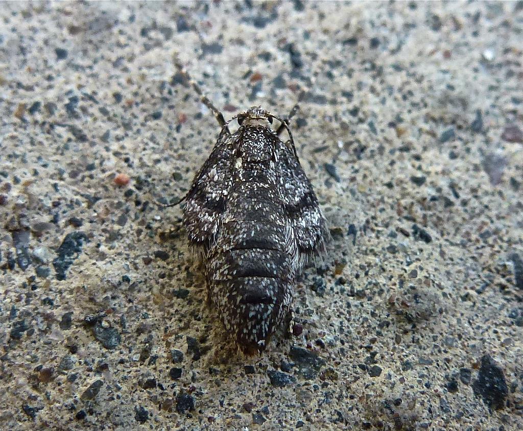 70.105 Northern Winter Moth, Operophtera fagata, Co Tyrone.