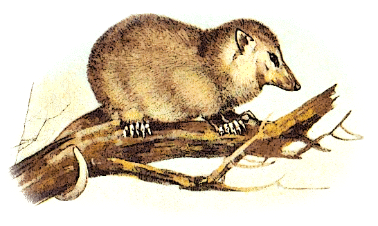 Free Opossum Clipart, 1 page of Public Domain Clip Art.