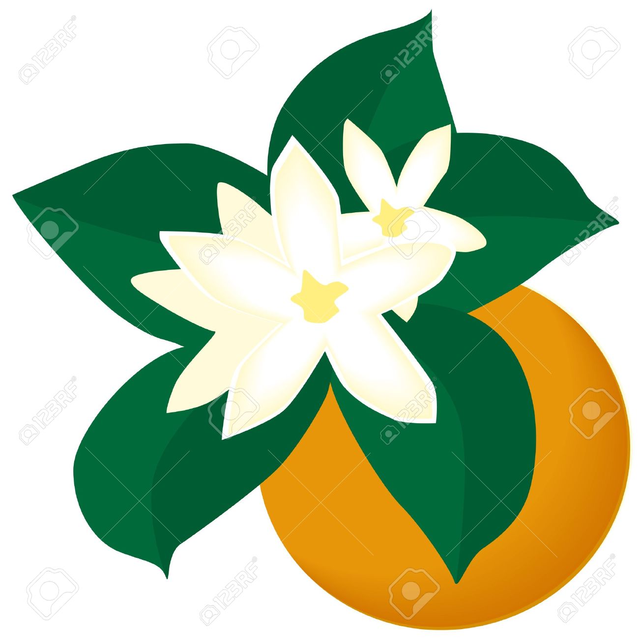 Orange blossom clip art free.