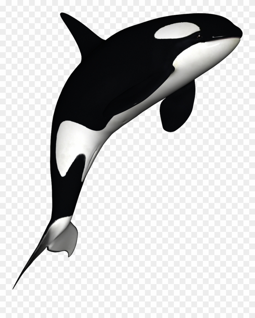 Orca Clipart Free.