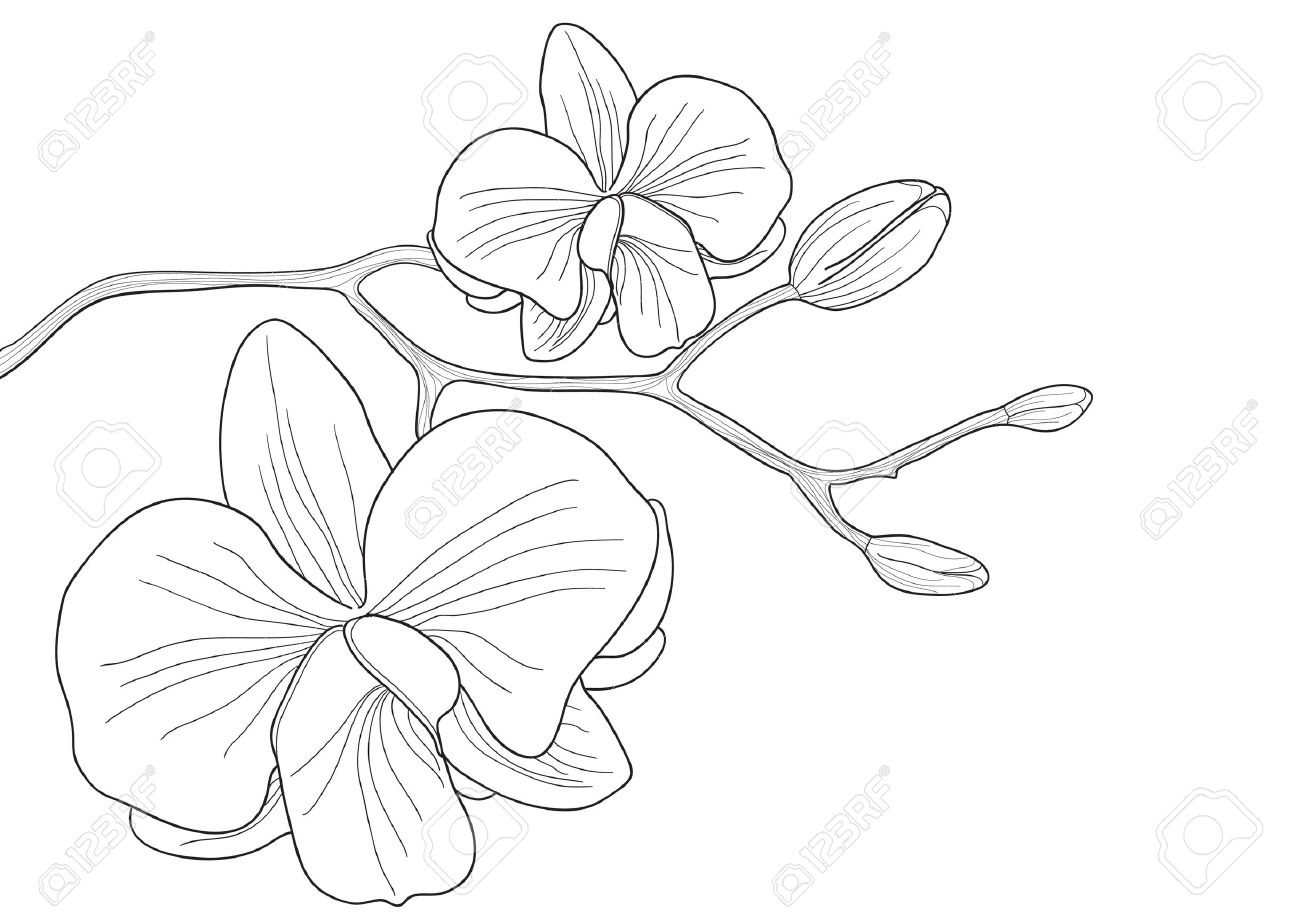 Orchids clipart black and white 4 » Clipart Station.