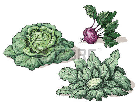 2,653 White Cabbage Stock Vector Illustration And Royalty Free.