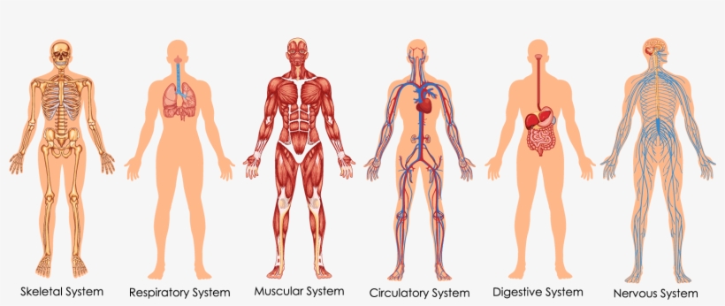 Functional Integrative Spinal Correction.