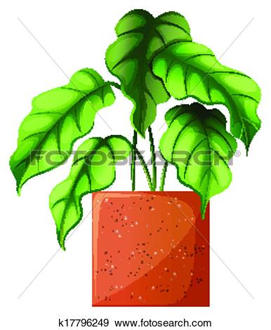 Clip Art of A leafy green ornamental plant k17796249.