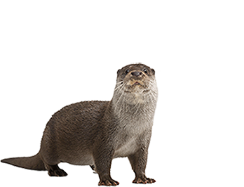 Otter Png (102+ images in Collection) Page 1.