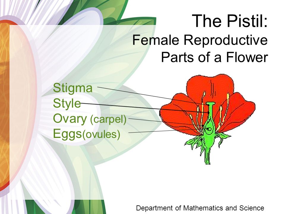 Life Cycle of a Flowering Plant Department of Mathematics and.